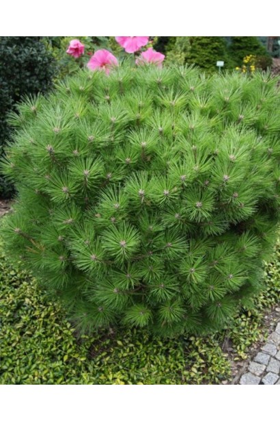 Сосна чорна / австрійська Глобоза